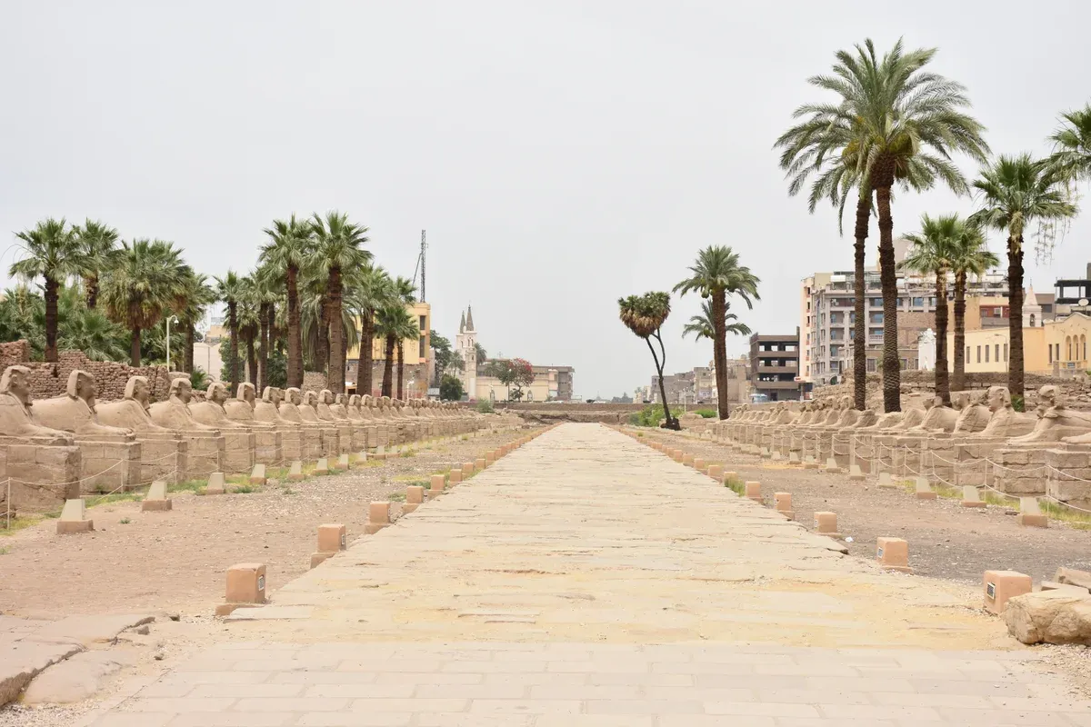 The avenue of sphinxes running to Luxor Temple between palm trees, seen on a Valley of the Kings tour